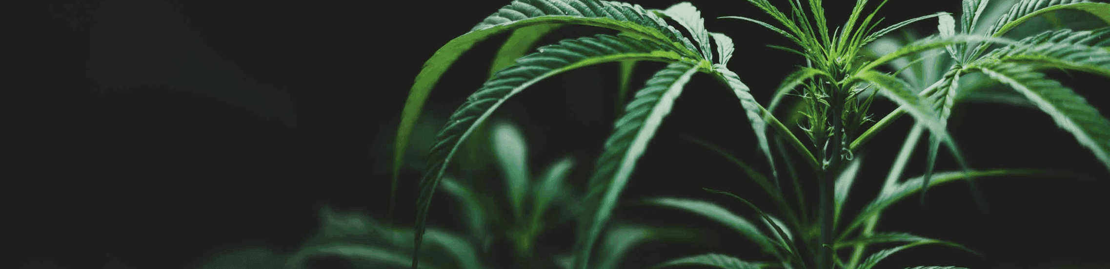 Nahaufnahme einer Hanfpflanze mit grünen Blättern