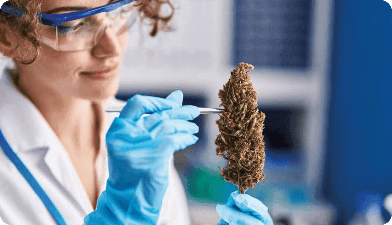  Laborantin untersucht eine Cannabisblüte mit einer Pinzette